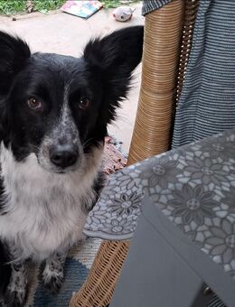 Unsere liebevolle Birder collie hündin erwartet anfang September 8 Welpen - Kirchberg (Hunsrück)