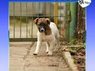 🧡 ROLO 🧡 - KANN ICH TEIL DEINER FAMILI - Alfeld (Leine)