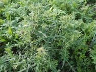 Unkraut Samen Nachbarschaftsstreit Witzgeschenk Spaßgeschenk Unkrautmischung Samenmix seed Unkrautsamen Nachbar ärgern Hilfsmittel gegen flower Rasen Saatgut garden Geschenk Saat Frühling Ostern Blumenwiese - Pfedelbach