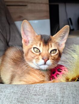 Bezaubernde Abessinier Variant Kitten in wildfarben - Laichingen