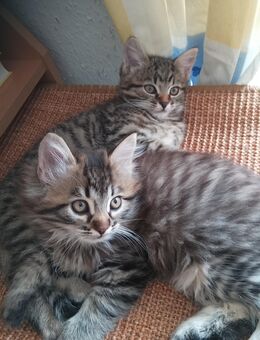 2 Glückskater suchen ein neues liebevolles Zuhause - Düsseldorf