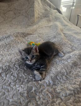 Kitten suchen neue Besitzer/in - Berlin Friedrichshain-Kreuzberg