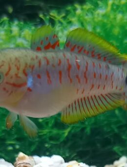 Schwarzfleck-Schläfergrundel - Hohenroth