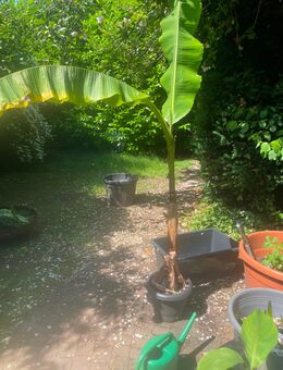 Winter, harte Bananen über zwei Helter hoch je 50 € - Hilden