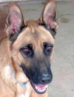 Gunther -lieb und sanft- - Oldenburg