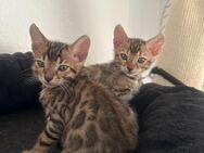 Bengal Kitten Reinrassig - Reinach AG