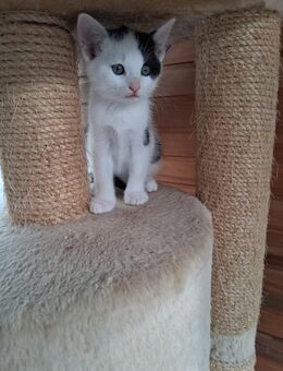 Schwarzweißer junger Kater vom Hof. - Reichshof