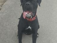 Cane Corso - Mülheim (Ruhr)