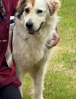 Rosie sucht ihr Körbchen mit Garten - Pirmasens