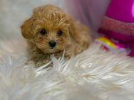 Maltipoo - Bassersdorf