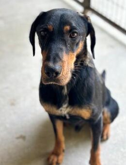 YARO VORSICHTIGER JUNGHUND - Nörten-Hardenberg