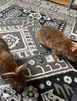 Zwei Kaninchen zu verkaufen inkl. Käfig und Toilette - Duisburg