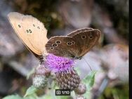 Acker- Kratzdistel (Cirsium arvense) - Horgenzell