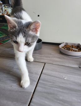 2 Junge kater suchen ein neues zuhause - Schönsee