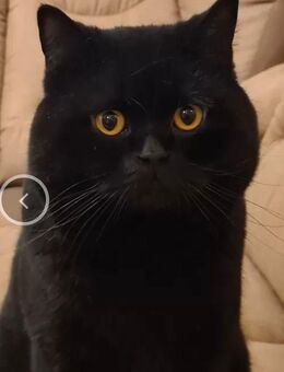 Reinrassige BKH Kitten - Nattenheim