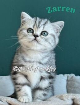 BKH Silver Tabby Baby weib mit exzellentem Stammbaum, EU-Pass, Termochip, Kotprobe, Gesundheitszeugnis u.v.m - Bergen (Niedersachsen)