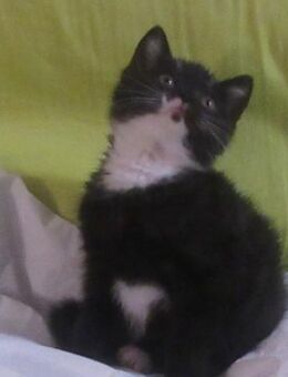 Kätzchen BKH. Mix. Männchen. Ab 22.12.2025. abzugeben. - Rennau