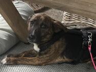 Kleiner Djogo sucht ein zu Hause - Hamburg