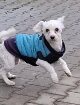 Charly sucht ein neues Zuhause - Blankenheim (Nordrhein-Westfalen)