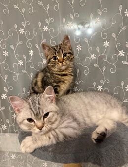 Drei Kätzchen und ein Kater - Hürth Zentrum