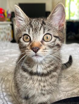 Hauskatze - Bad Kissingen