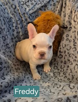 Französische Bulldoggen - Heldrungen Zentrum