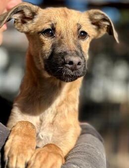 JASINA ~ Mädel mit schwarzen Schnäuzchen - Duisburg