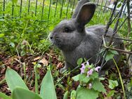 Hase/ Kaninchen - Velten