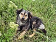 Hübscher Leon sucht seine Menschen - Kleinostheim