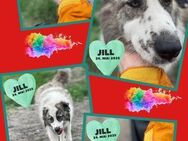 Hübsche Jill sucht ihren Menschen! - Nürnberg