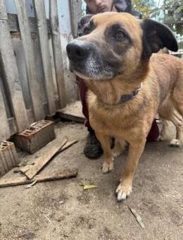 Amigo - wird er dein bester Freund? - Köln