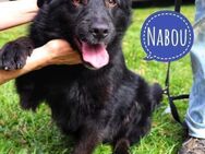Nabou der Kinderliebende - Flörsheim-Dalsheim