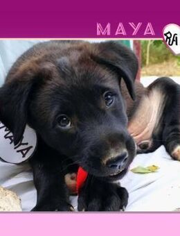 🩷 MAYA 🩷 - LÄSST HERZEN SCHMELZEN! - Alfeld (Leine)