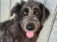 Sophia ist ein frohes Mäuschen 🐾 - Elsdorf (Nordrhein-Westfalen)