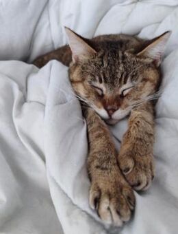 Sanfte, verträgliche Katze Greta - Karlsruhe