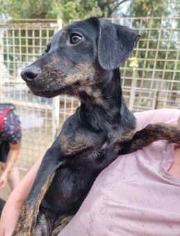 Giuliana - Zuhause mit ❤️ gesucht - Grevenbroich