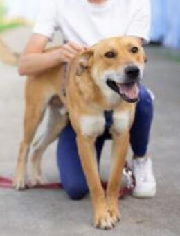 Hübscher Rüde Bernstein - München