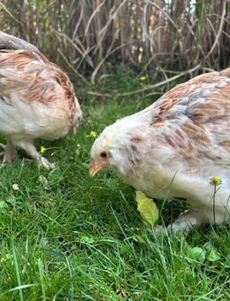 Lachshuhn großes deutsches Lachshuhn 9 Wochen Huhn - Nordkirchen