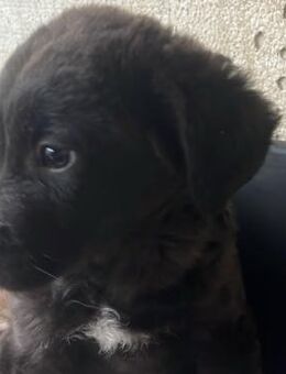 Pünktchen - verspielter Sonnenschein - Velbert