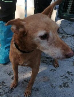 Angela 🧡🧡🧡MÖCHTE IHR HERZ EROBERN - Bad Karlshafen