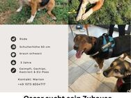 Toller Bursche Oscar sucht sein Glück ❤️ - Großefehn