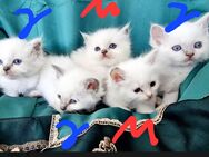 Heilige birma kitten - Overath