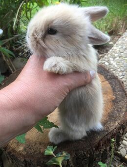 Zwergkaninchen Zwergwidder - Schöntal