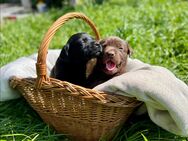 Süße Labradorwelpen suchen ab Pfingsten ein neues zuhause - Langenau