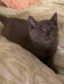 Kitten reinrassig Britisch Kurzhaar ab sofort abzugeben - Eningen (Achalm)