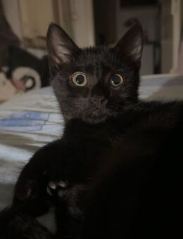 Schwarze Junge Katze abzugeben - Augsburg