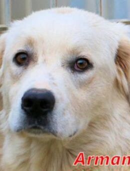 ARMANDO - ein toller Hund - Regensburg