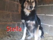 STELLA ❤ EILIG! sucht Zuhause/PS - Langenhagen