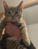 Baby Katze suche neue Hause in 66798