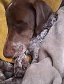 Hündin, Deutscher Kurzhaar in 67346